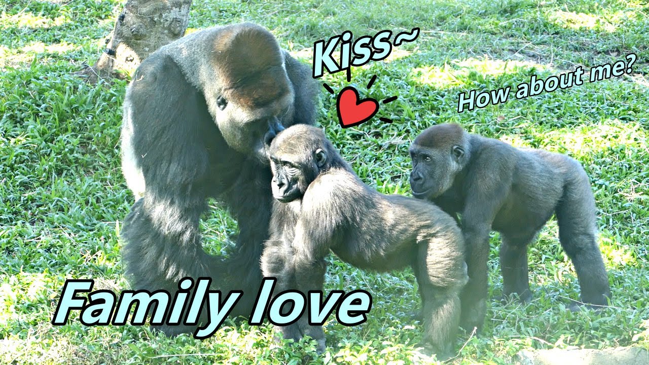 Family love: brother's hug and carry / Daddy's kiss❤️/爸爸的親親& 哥哥的抱抱揹揹😍