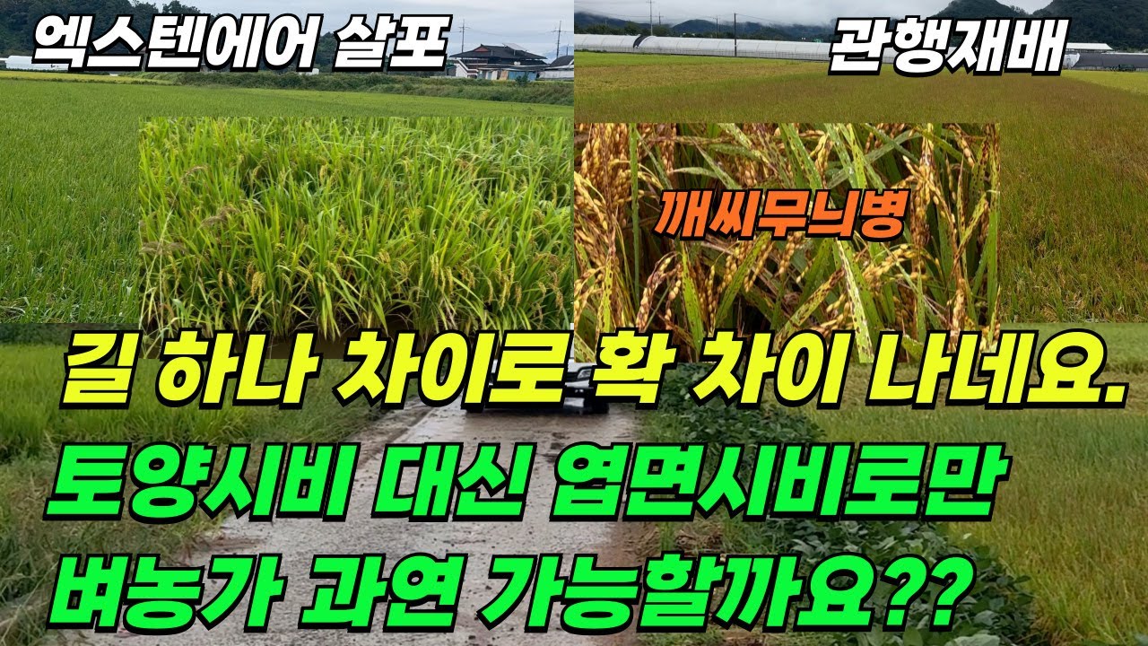2025년 충청북도 충주시 용두동 방문했습니다. 깨씨무늬병 발생이 많았는데, 다행히 피해없이 깨끗하게 농사지으셨네요. 엑스텐에어 필드투어 2-2편 #엑스텐에어 #드론 #액상비료