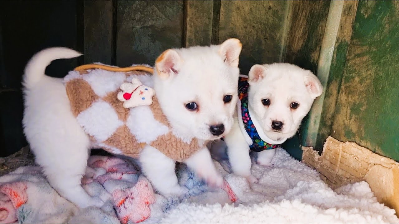 김장조끼 입은 옥자 아가들~♡