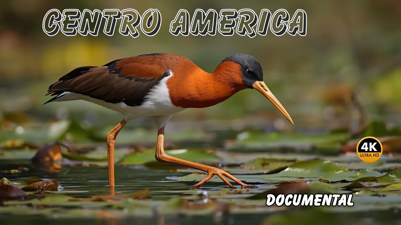 CENTRO AMERICA: AVES Sacadas de Otro PLANETA | Documental Completo