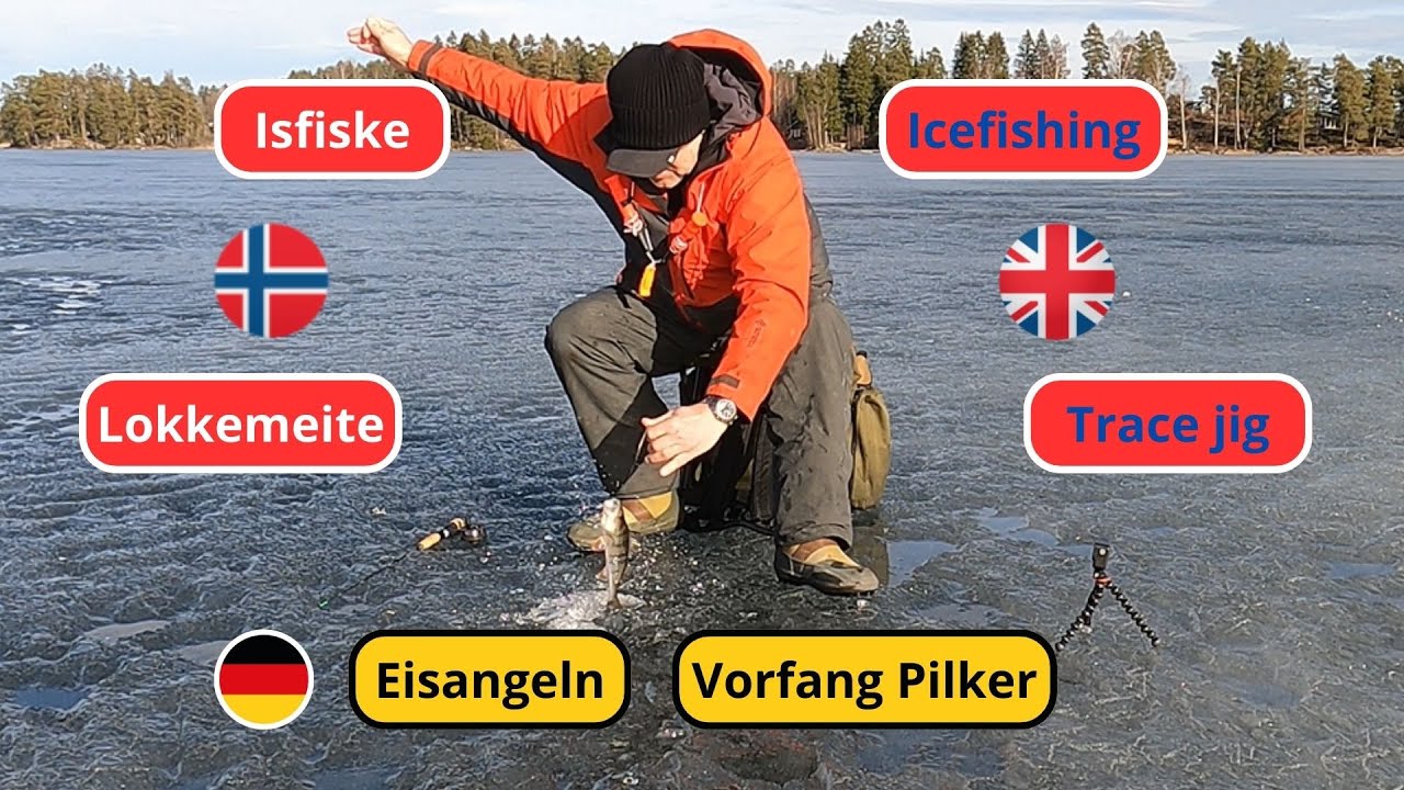 Isfiske med Lokkemeite, Perch fishing with Trace Jig