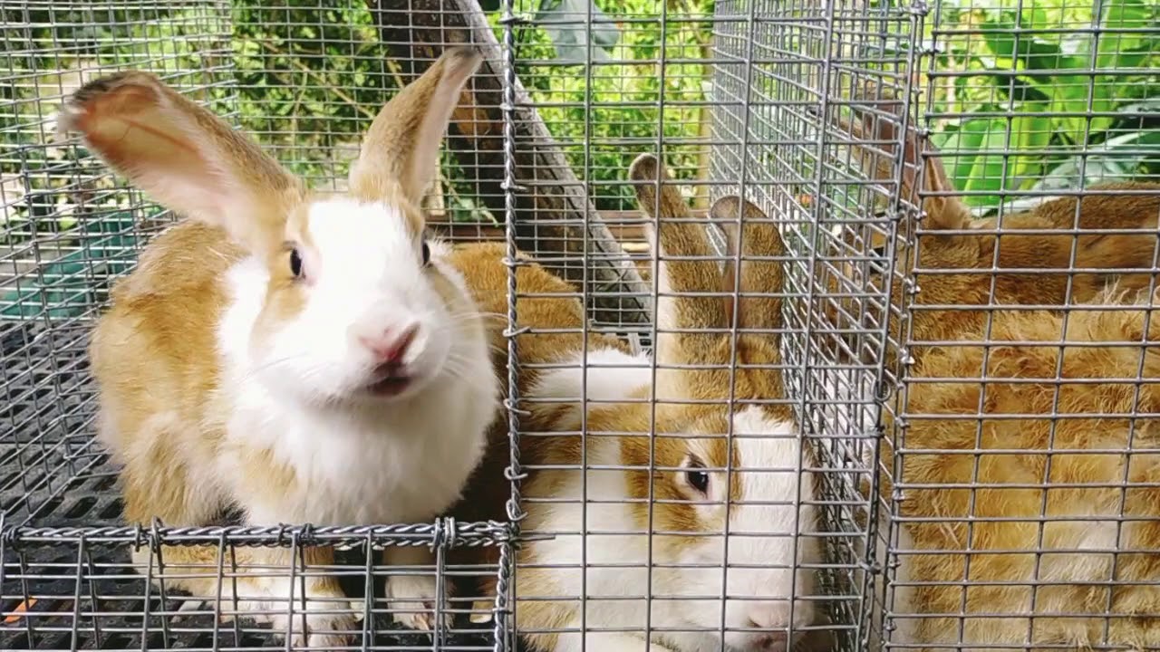 RABBIT MATING
