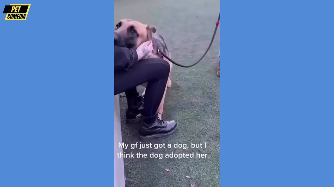 Hilarious Funny Dog Compilation| Cutest and Funniest Dogs Ever! Compilation #88 | Pet Comedia