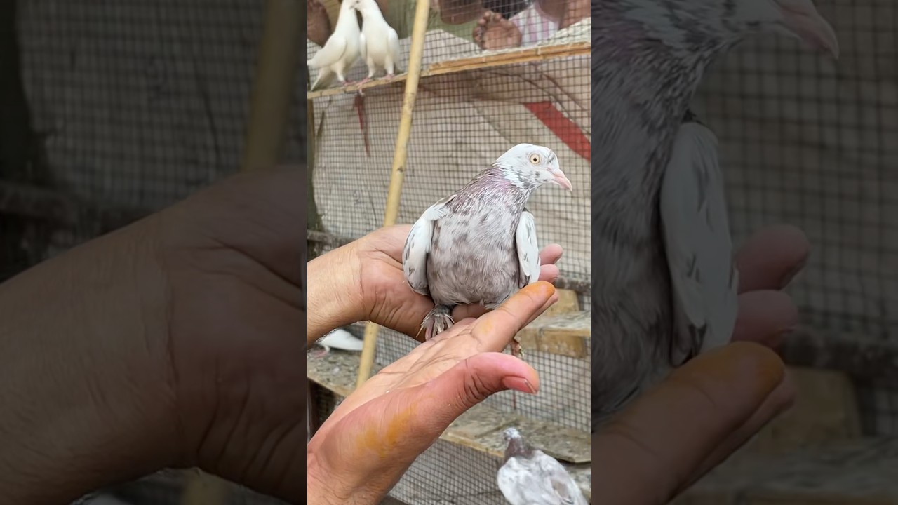 Sehzad Bhai Loni pets market #shorts #pigeon #kabutar #pigeons #kabootar
