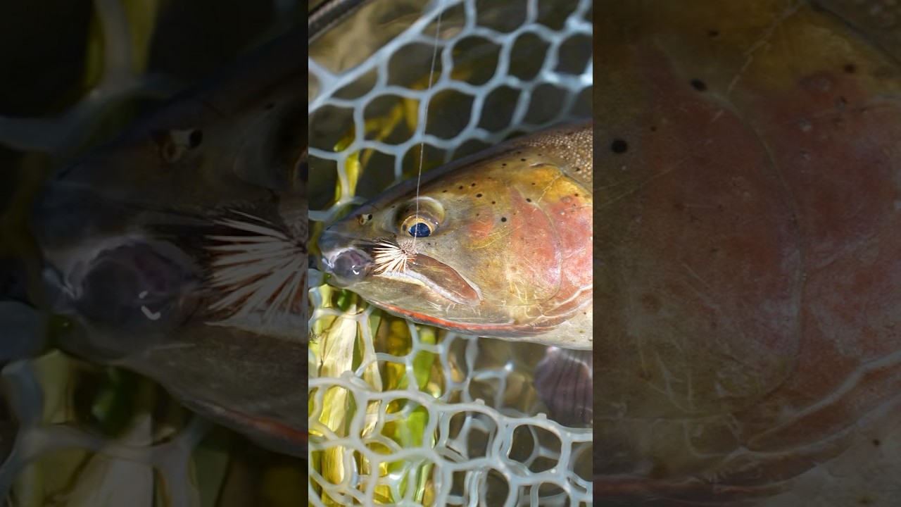 Choosing The RIGHT Leader & Tippet Size For Fly Fishing