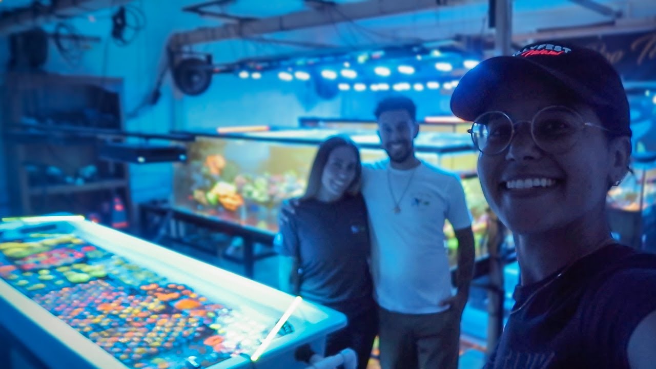 2,000 Gallon FULLY STOCKED Home Coral Farm