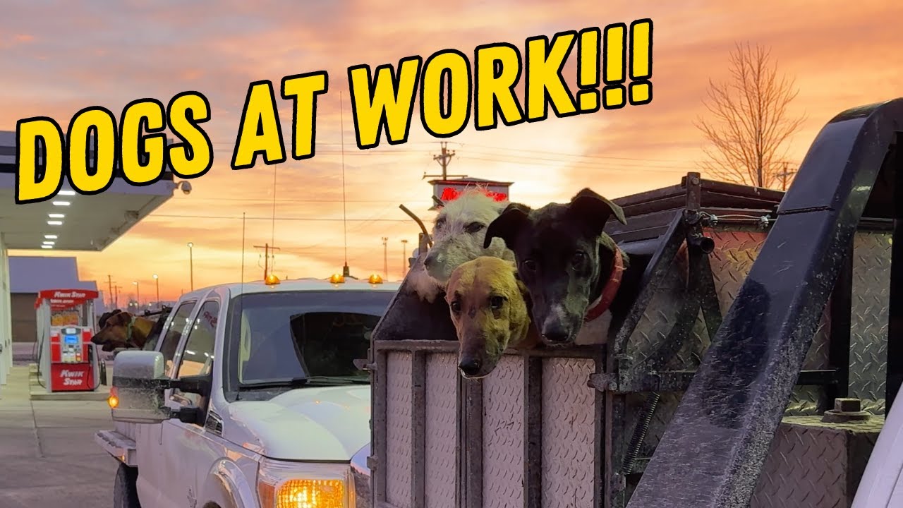 Coyote Hunting with DOGS!  Awesome Footage!