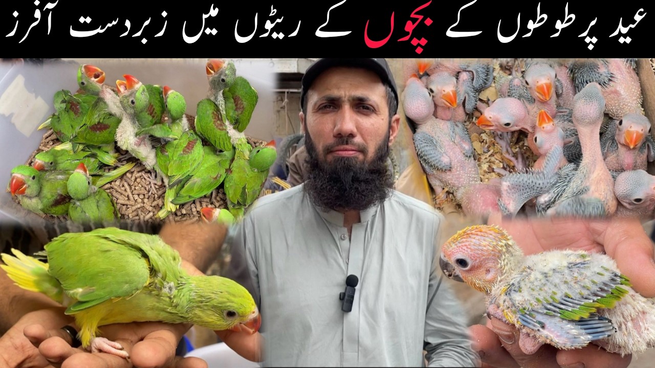 Lalukhet Exotic Parrots Chicks & Birds Market Sunday Video Latest Update 22-3-2026 in Urdu/Hindi