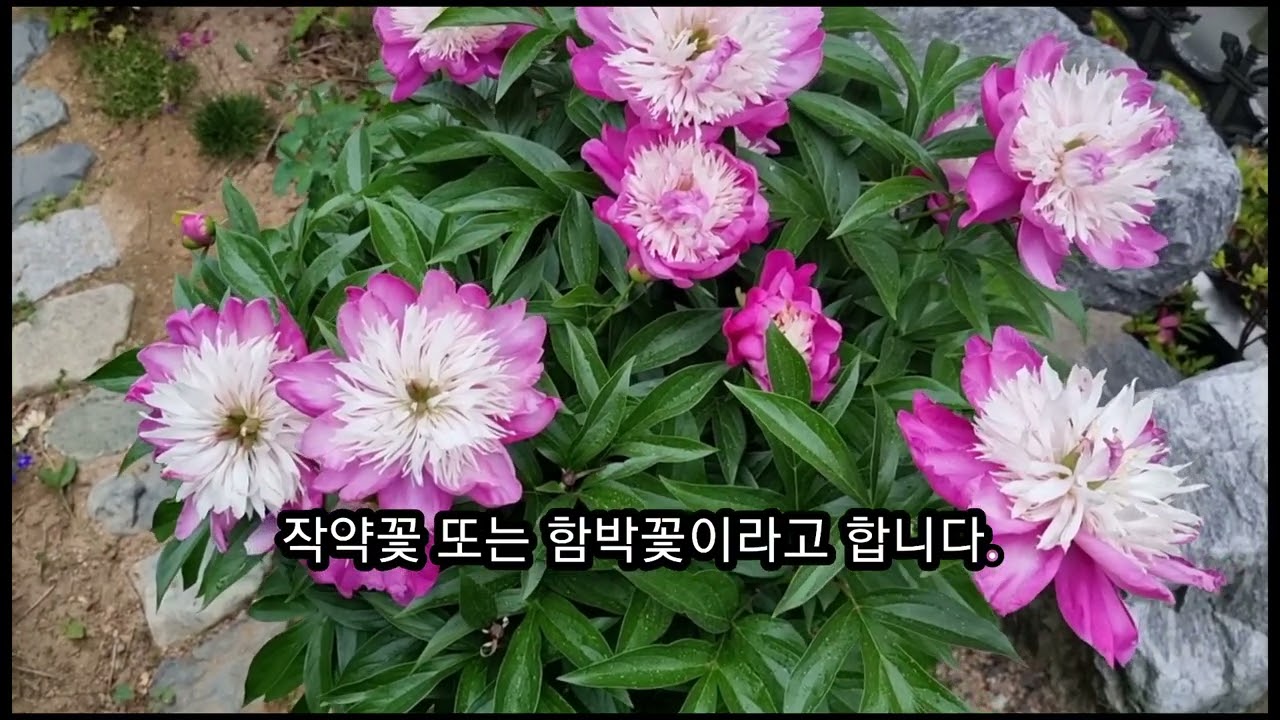 화려한 여왕의 계절 아름다운 장미와 작약꽃(함박꽃) 함께 즐겨요.