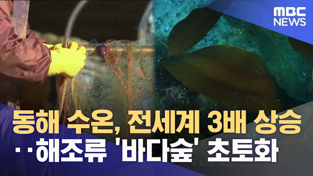 '수온 상승폭 전 세계 3배' 보금자리 잃는 한대성 바다생물 (2025.11.11/뉴스데스크/MBC강원영동)