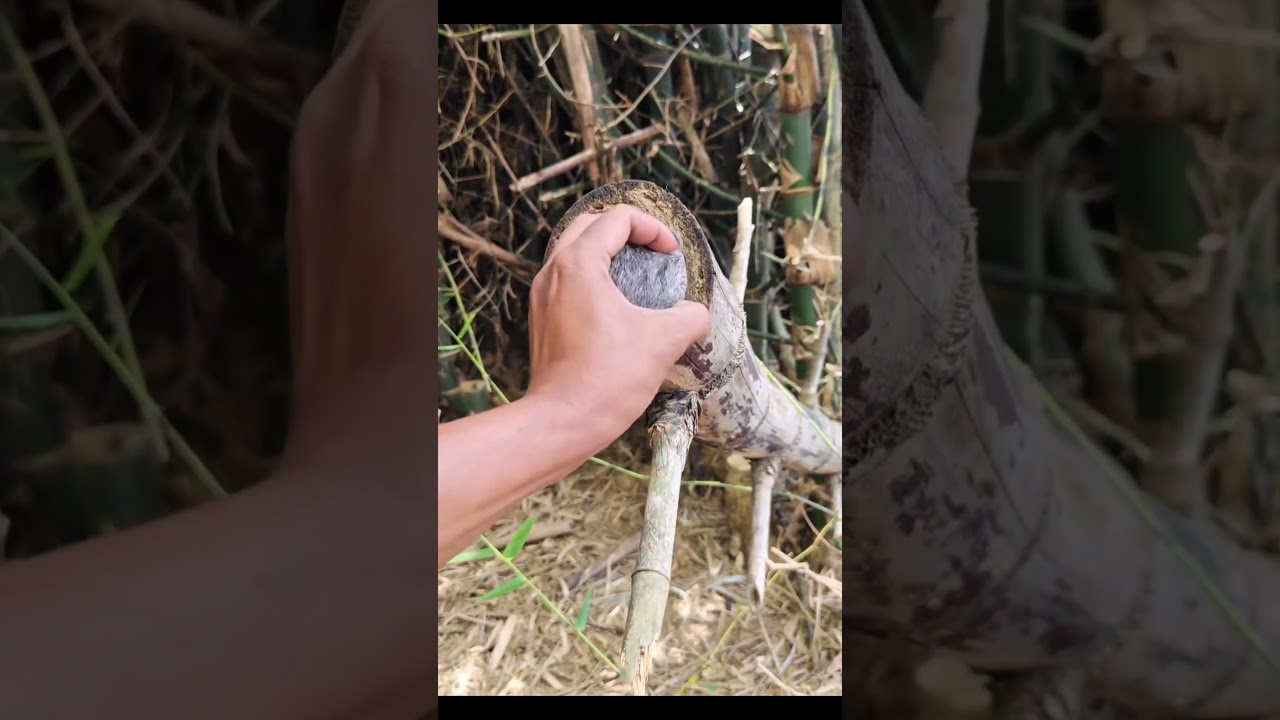 Mặt N&agrave;y Lạ Qu&aacute; 😱 || This Face Is So Strange #shorts #haitihon #shortvideo