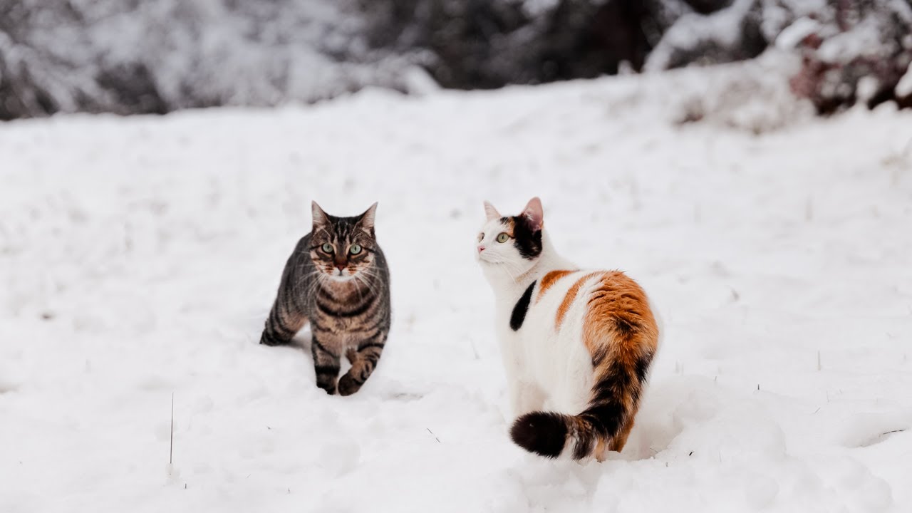 A Quiet Walk in the Snow (with Cats)