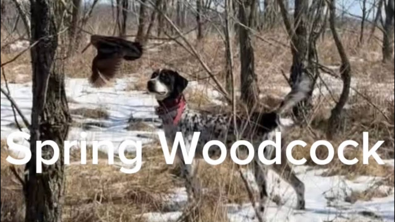 Весенний вальдшнеп! #englishsetter #woodcock #brittanyspaniels #birddogtraining #birddogs