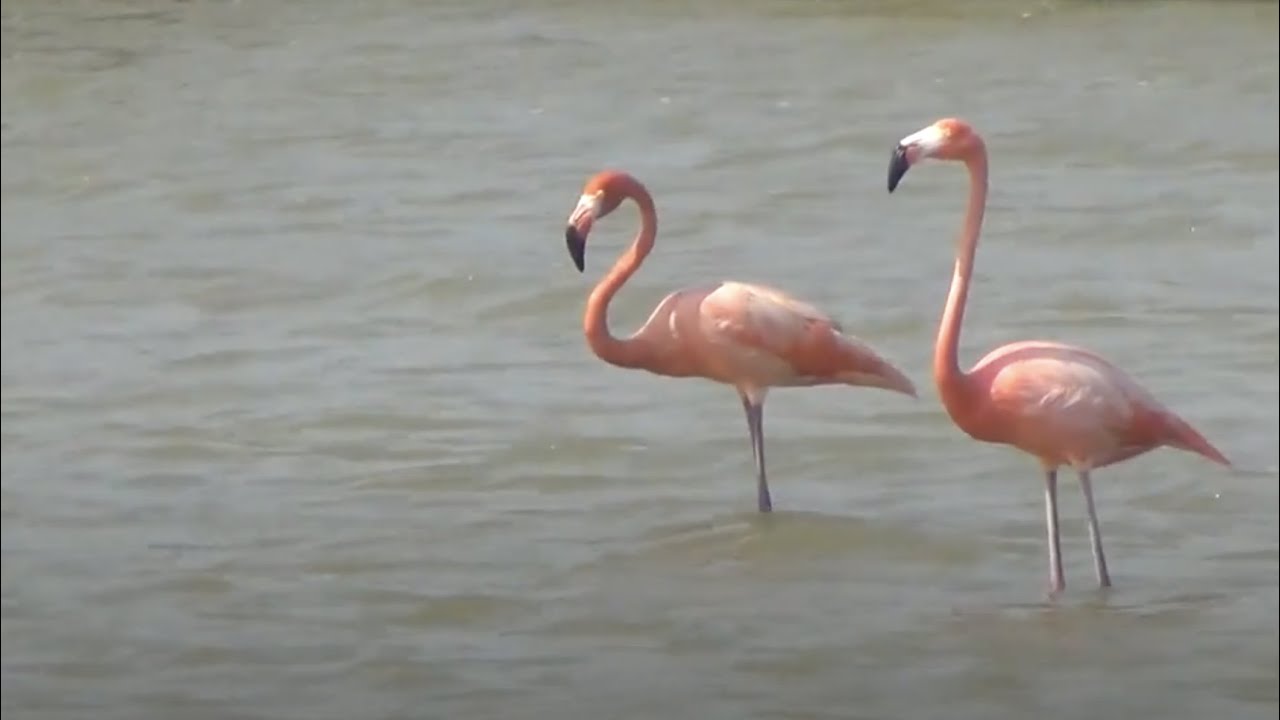 Bonaire - Vacation on a relaxed Caribbean island with lots of sun and wonderful nature