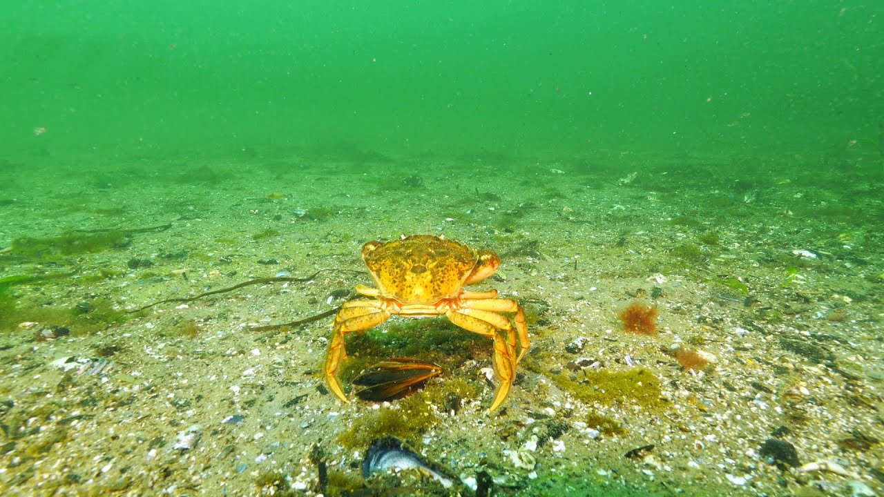 Requiem for the Baltic Sea