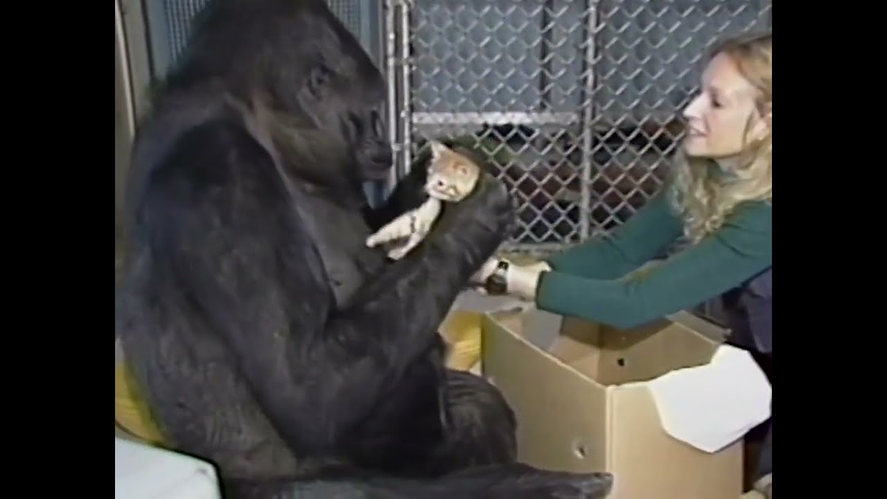 Koko's Kitten Playdate