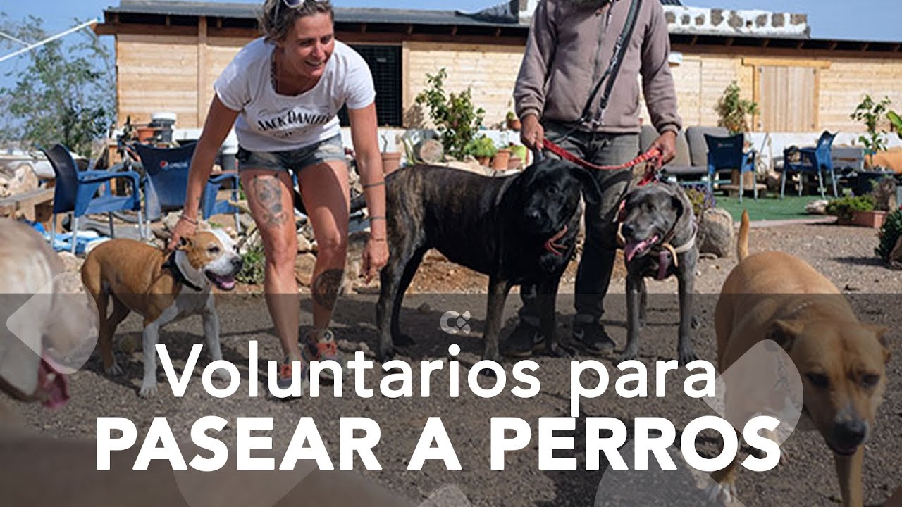 Los voluntarios que paseaban a los perros abandonados