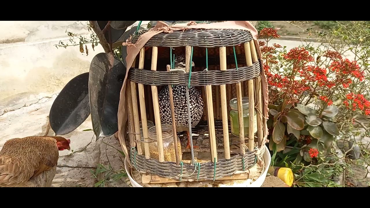 Đa đa gáy đối mùa xuân kích bổi nhanh gáy phần 18