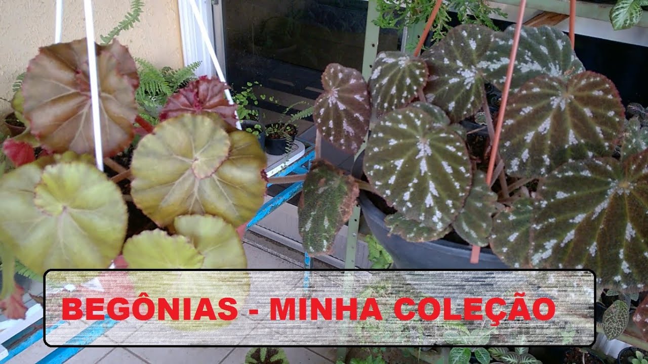 Begônias - Minha coleção