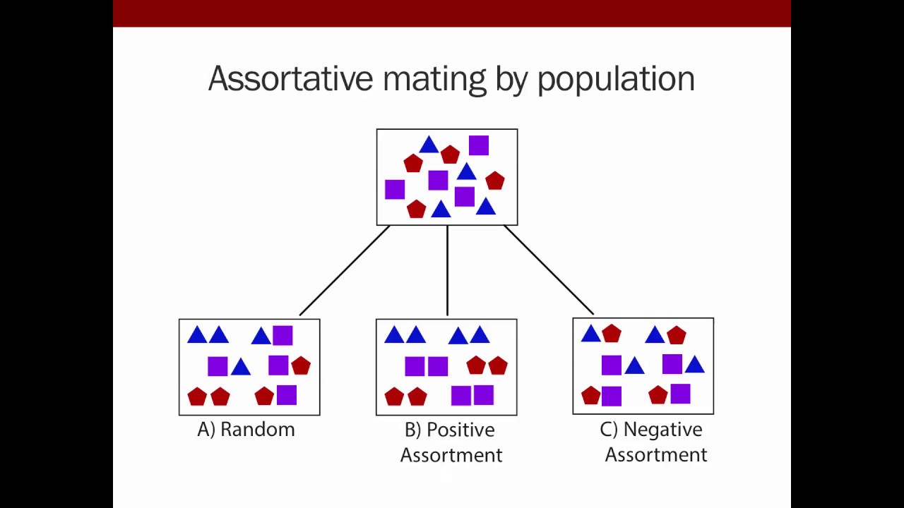 Goldberg: A mechanistic model of assortative mating in a hybrid population