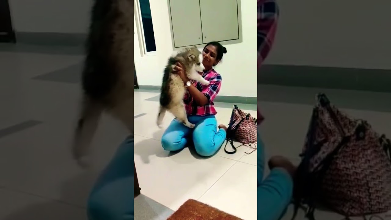 i wish to see them together again soon🤞🏼🤌🏼🐕🐾 #ytshorts #husky #dog #puppy #puppylove #ytindustries