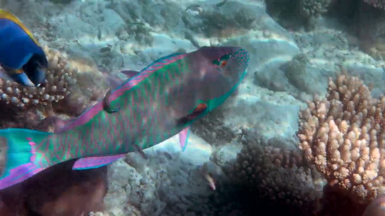 Nika Island Snorkelling
