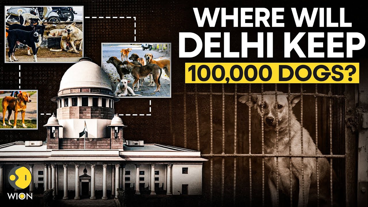 Delhi Dog Crisis: 1 Lakh Stray Dogs, 8 Weeks, 0 Shelters, Will Supreme Court's Order Work?|Originals