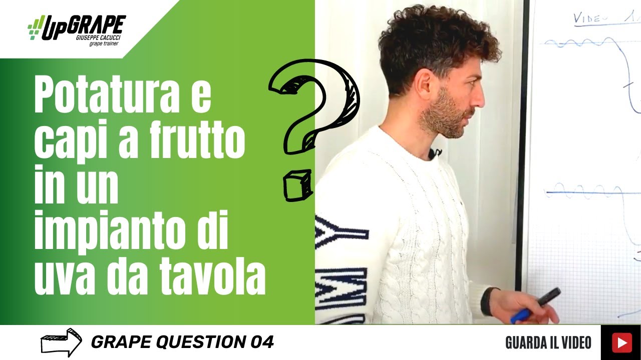 Potatura e capi a frutto in un impianto di uva da tavola | Grape Question 04