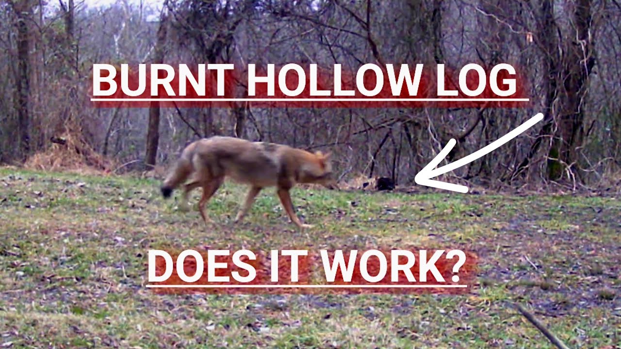 Leaving my Burnt Hollow Log Out
