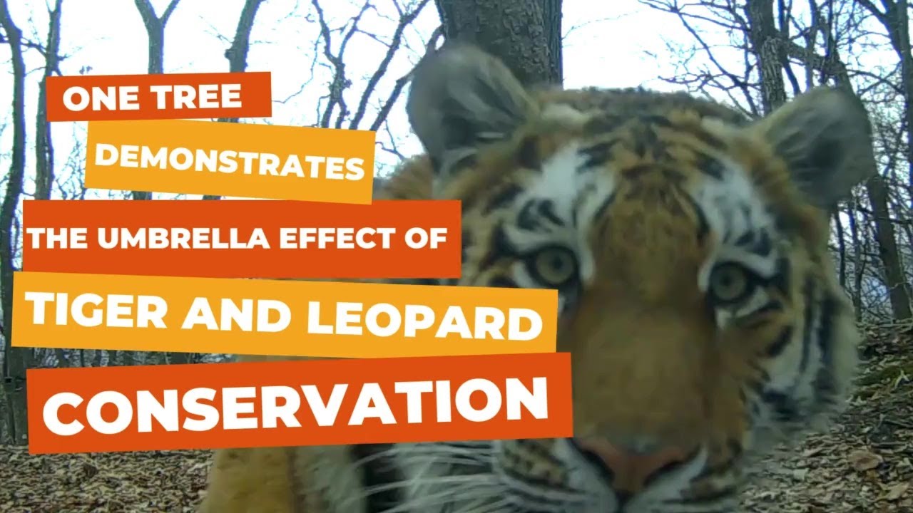 One tree demonstrates the umbrella effect of tiger and leopard conservation