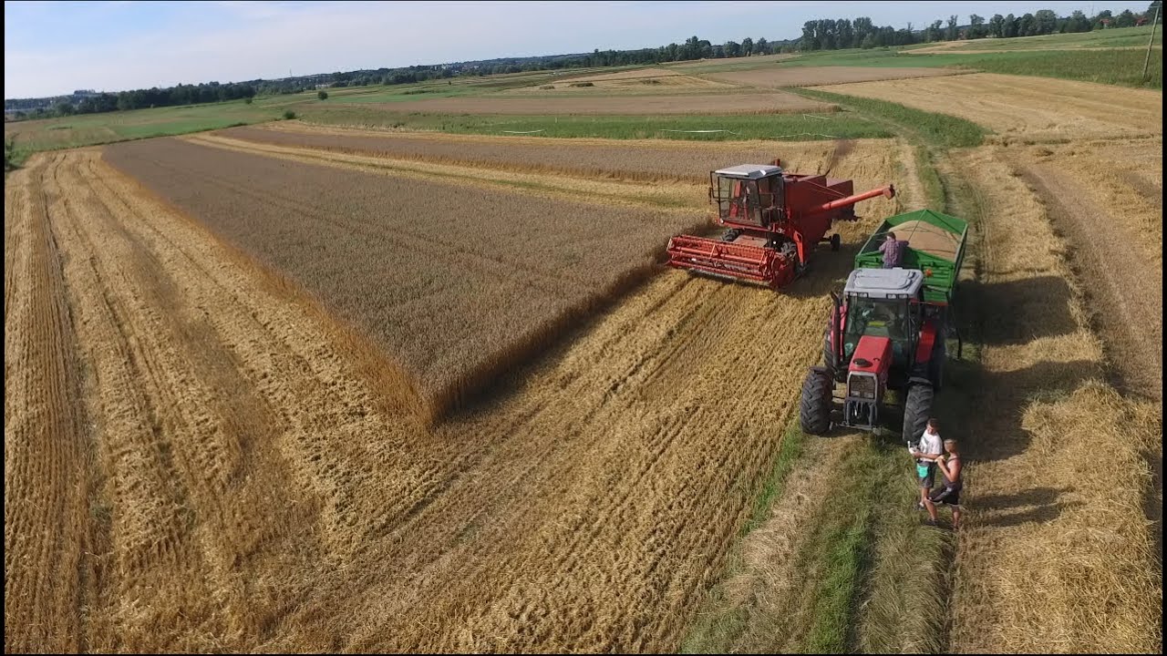 Żniwa 2020 Pszenica ozima Bizon Z056/5-8 Podkarpacie[Budziwój]