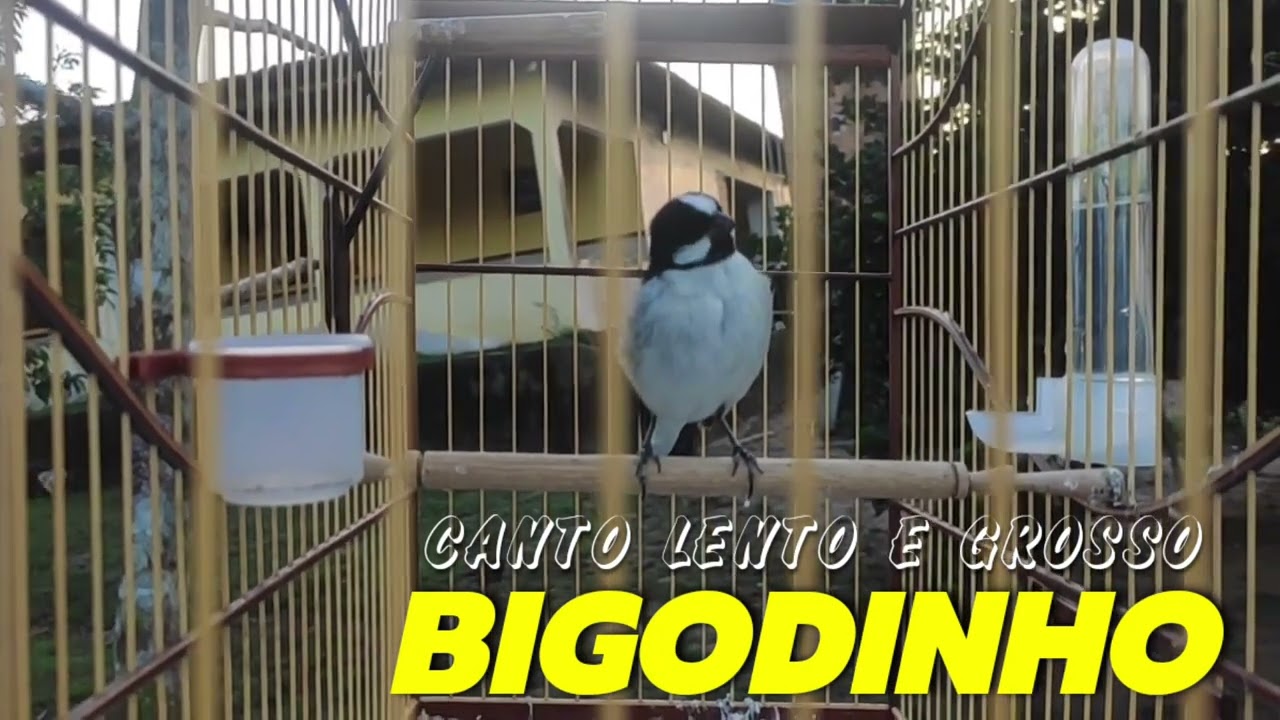CANTO DO BIGODINHO LENTO E GROSSO ENCARTE O SEU AGORA!