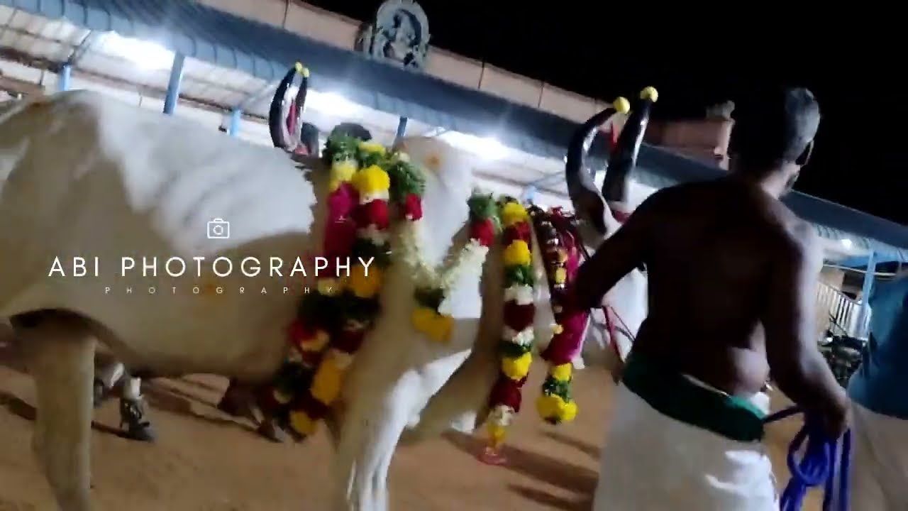 🔥🙏 வெள்ளலூர் நாடு ஸ்ரீ ஏழைகாத்த அம்மன் கோவில் திருவிழா-2024 