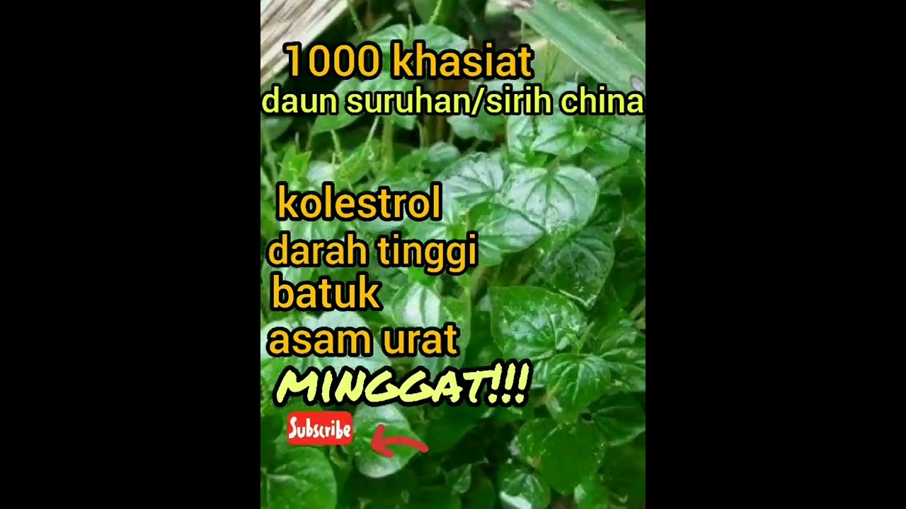 1000 KHASIAT DAUN SURUHAN/SIRIH CHINA#DisubscribeDong!!#kolestrol#darting#dll#minggat!!
