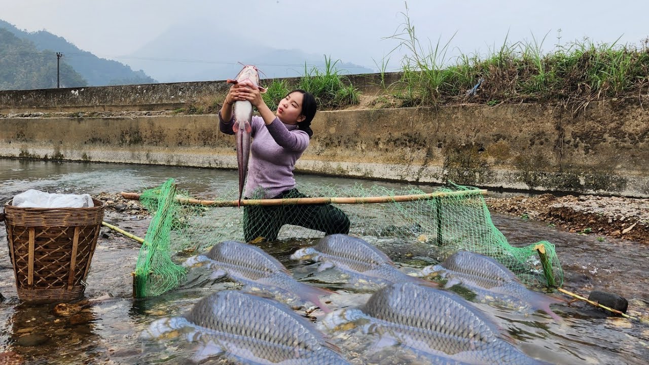 The girl uses bamboo and tongue to make a trap suddenly catching many giant fish. Fish trap skills