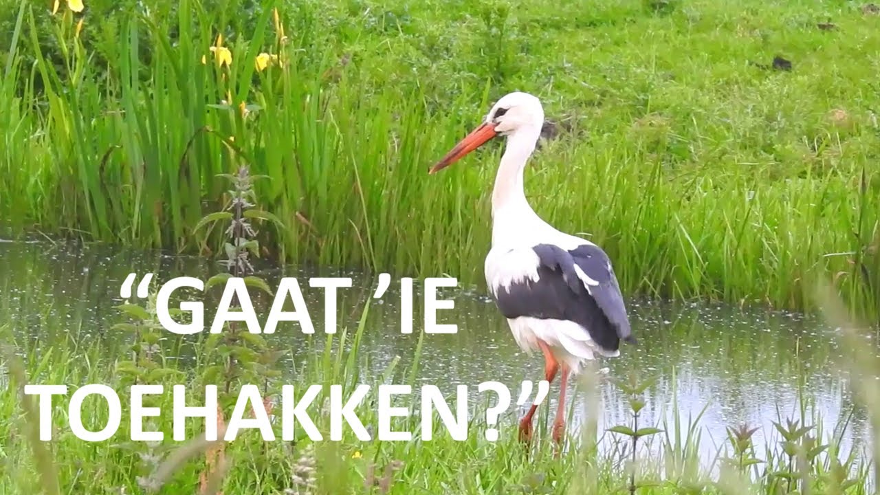 Ooievaar zoekt kikkers 🐦🐸 | Foerageren in het Nederlandse landschap | Natuur met Peter 