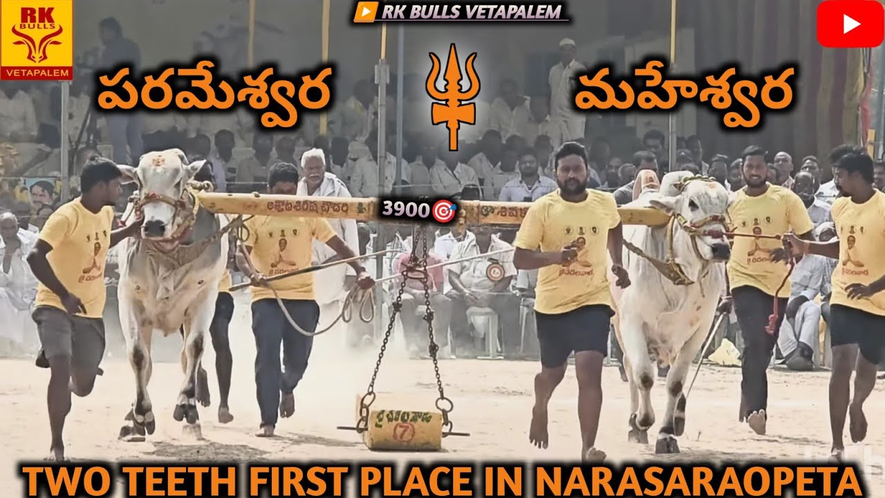 Parameswara and Maheswara 2 teeth bulls  in narasaropet won 1st place distance covered 3900
