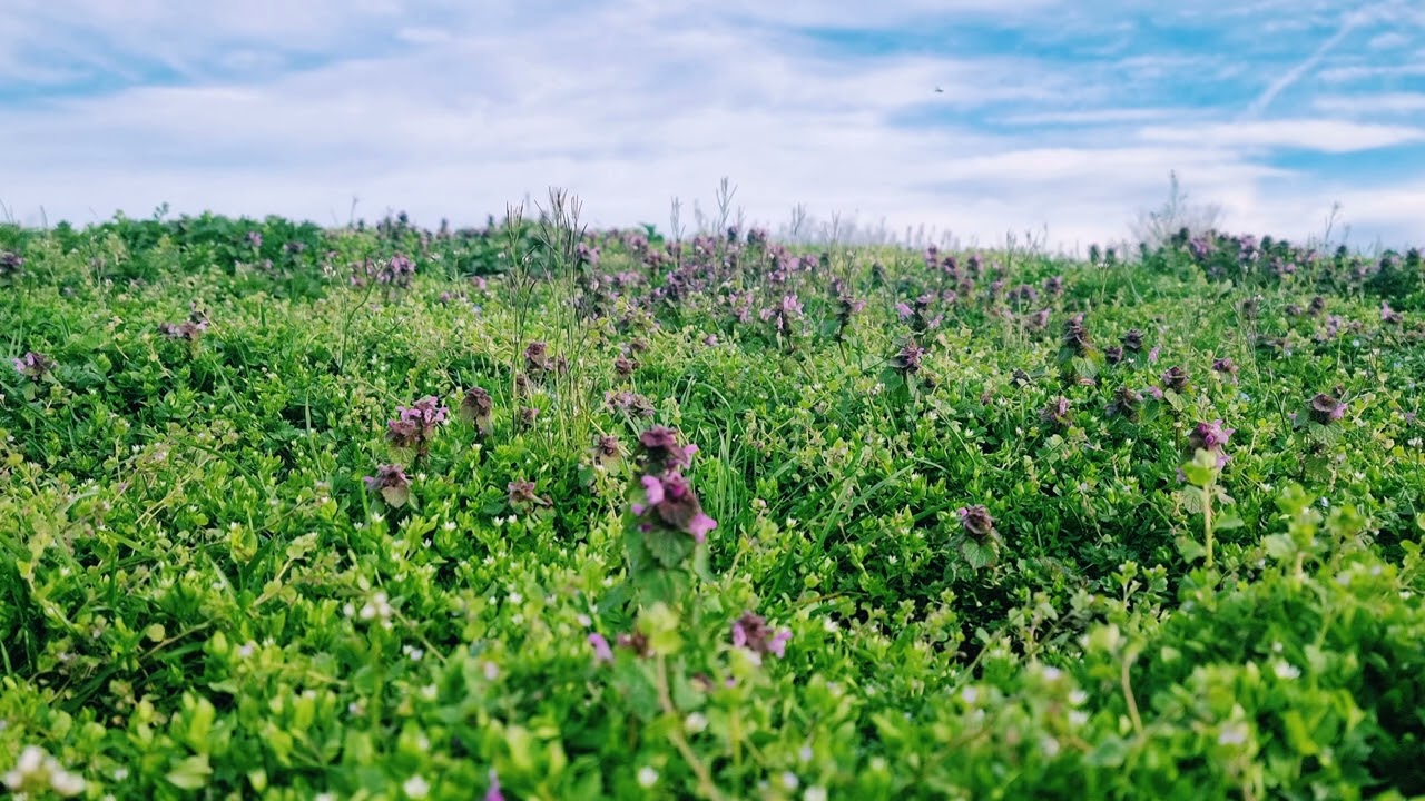 Voralpenwiese im Frühling | April mit Vogelgesang #naturelovers #nature #naturesounds #4k #relaxing