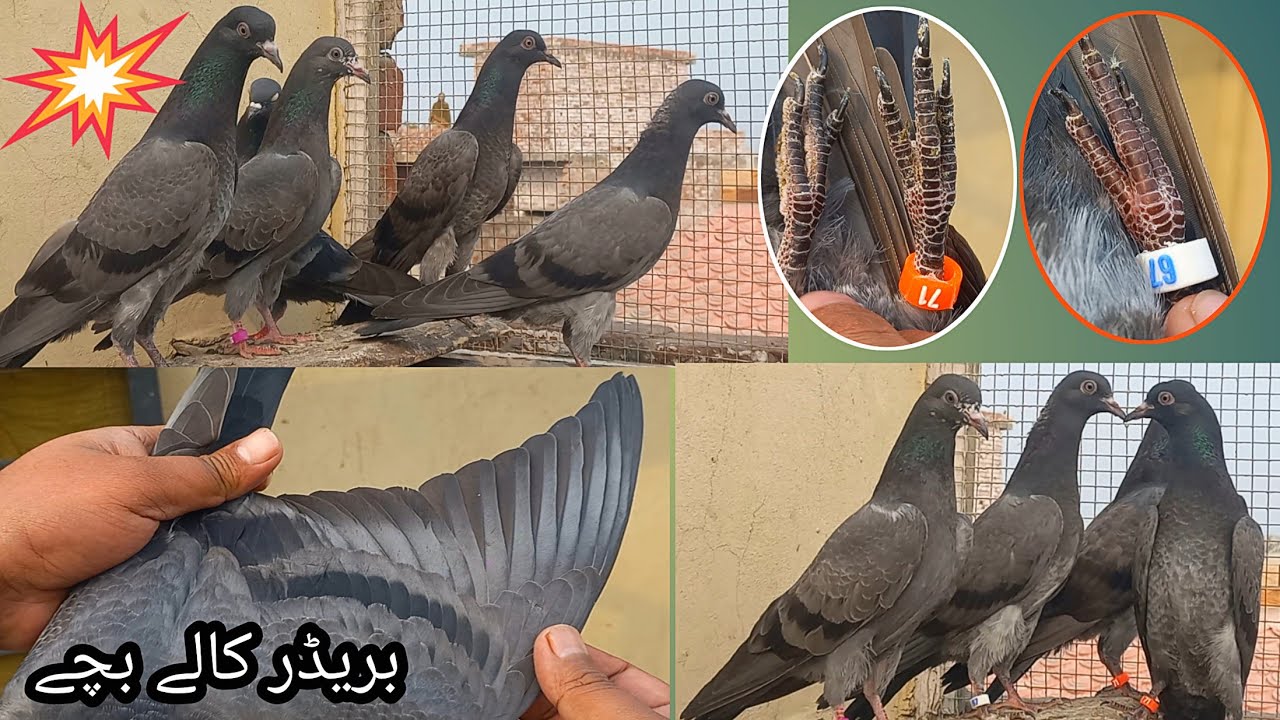 Kaly Kabotar Jeath me outclass Razlt ||Rana kasuri pigeon ||03216594731whtsapp ||