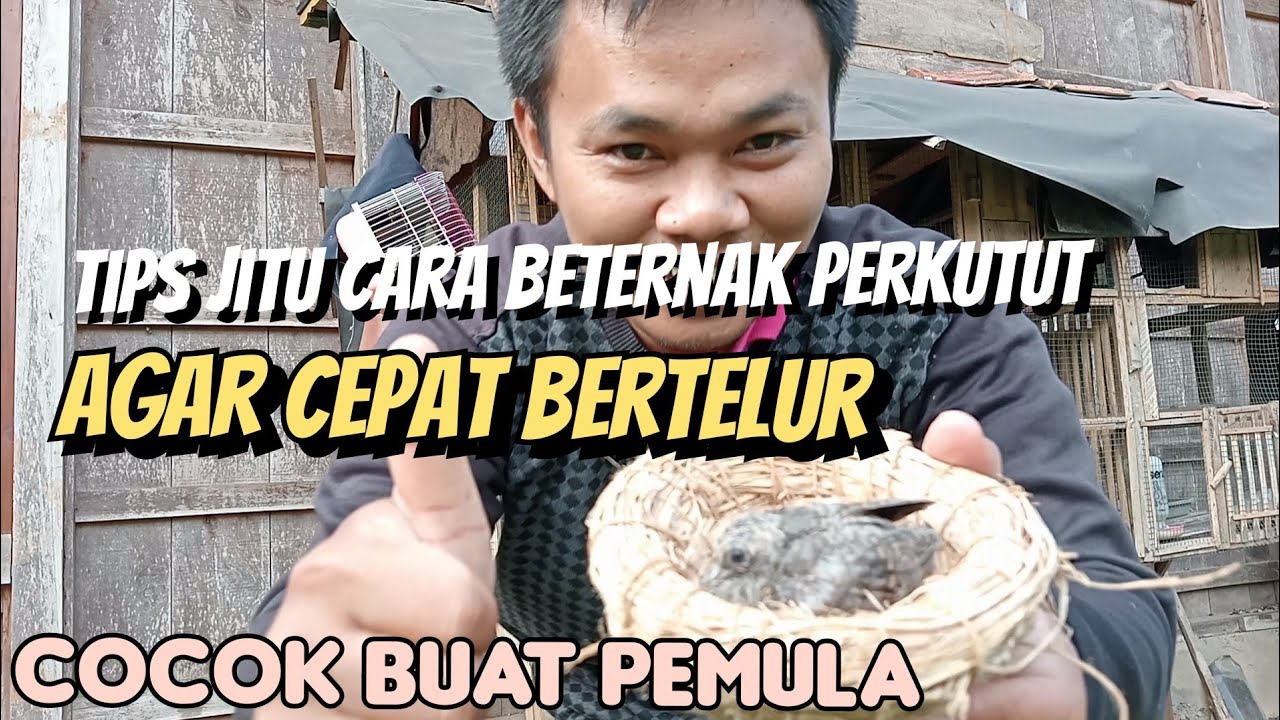 TIPS JITU CARA BETERNAK PERKUTUT BAGI PEMULA YG MUDAH, DAN CEPAT BERTELUR #perkutut #merbok #merbuk