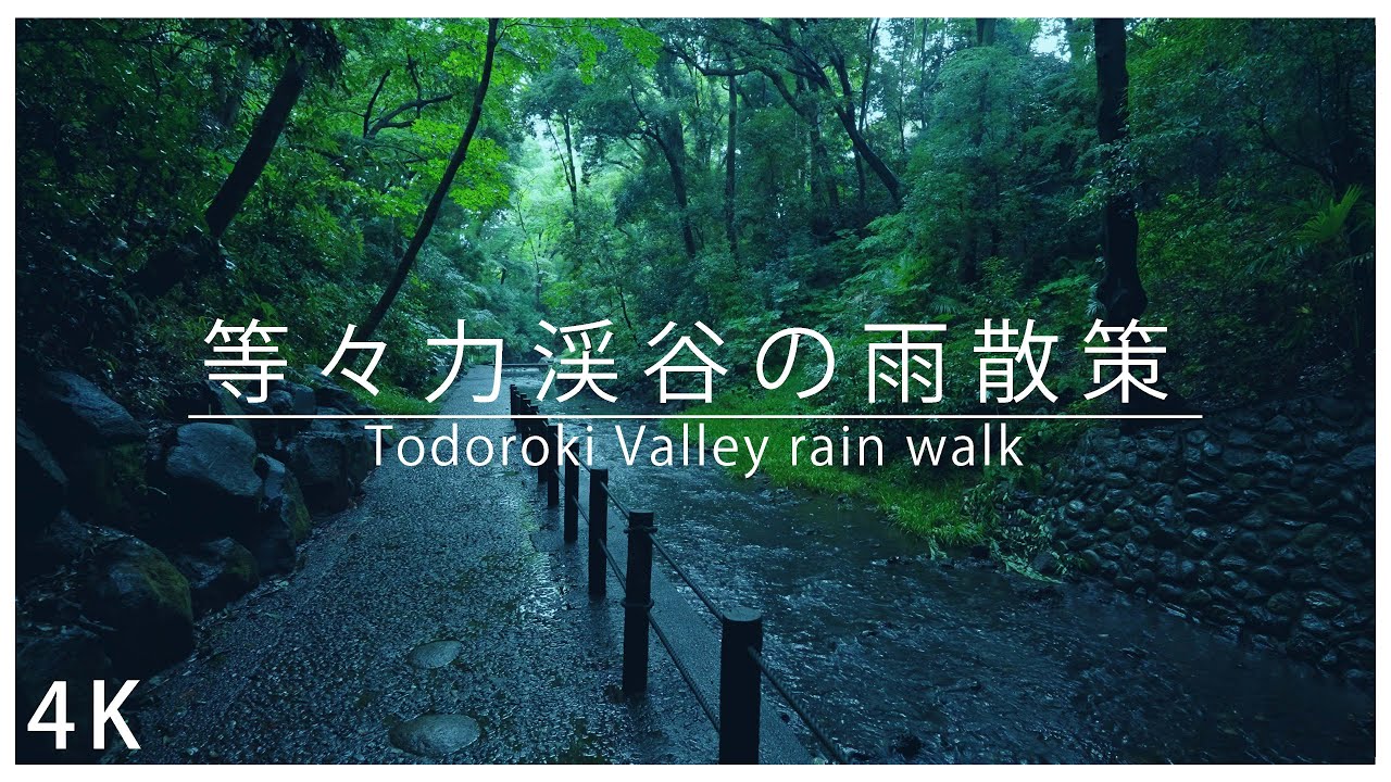 【4K】Todoroki Valley rainy walk just before the typhoon【ASMR】
