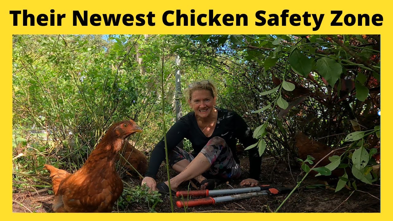 Trimming Plants to Protect Chickens from Hawks-  Chicken Safety Zones to Deter Hawks and Eagles