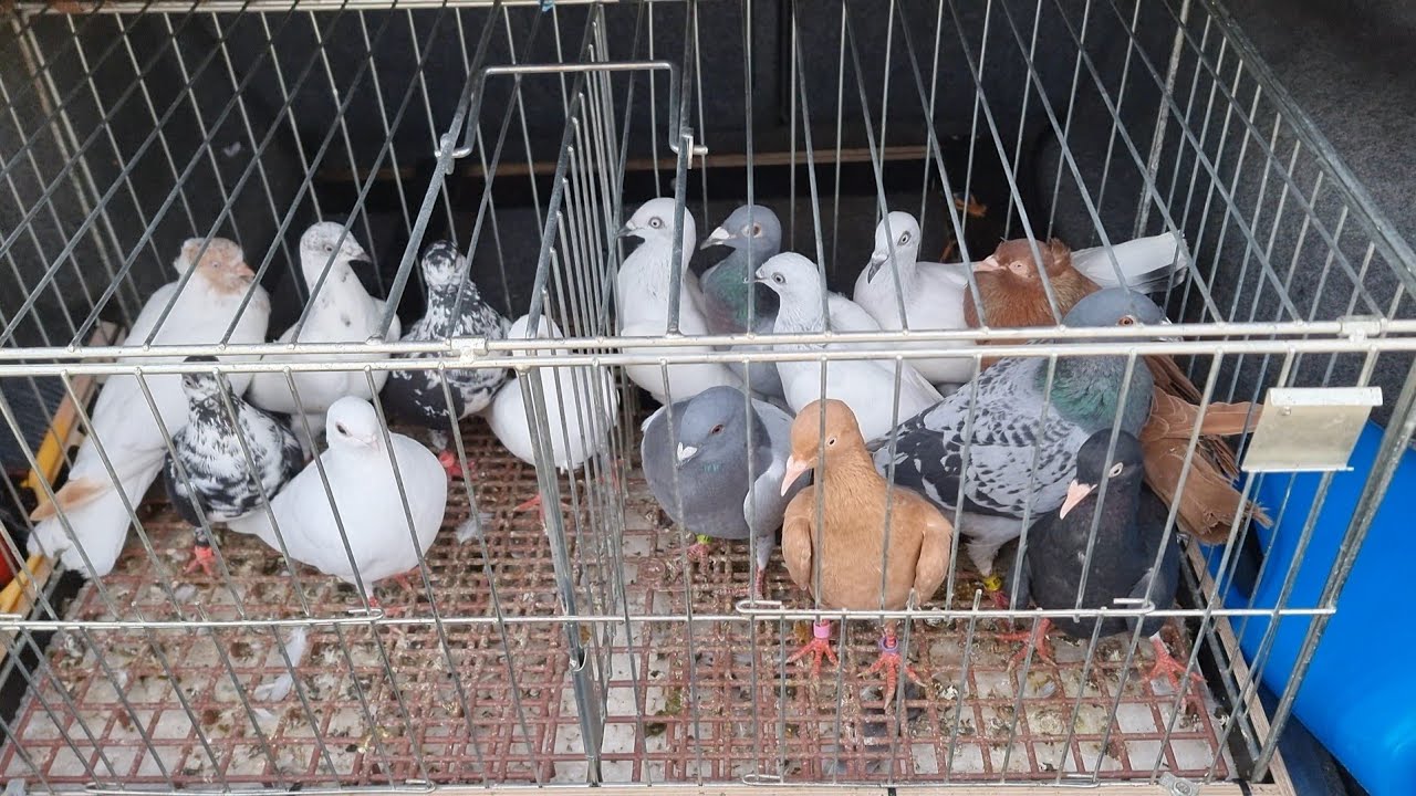 Rynek  Targ  Giełda Ostrów Mazowiecka 14/07/2025 #gołębie #pigeon  #kury  #króliki #ptaki #gołębie
