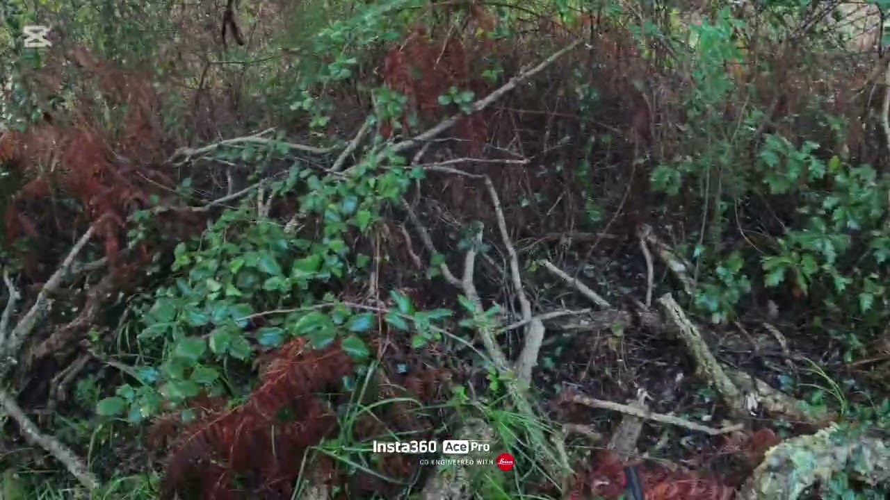 Caccia al cinghiale col cane da ferma 27/11/2025...