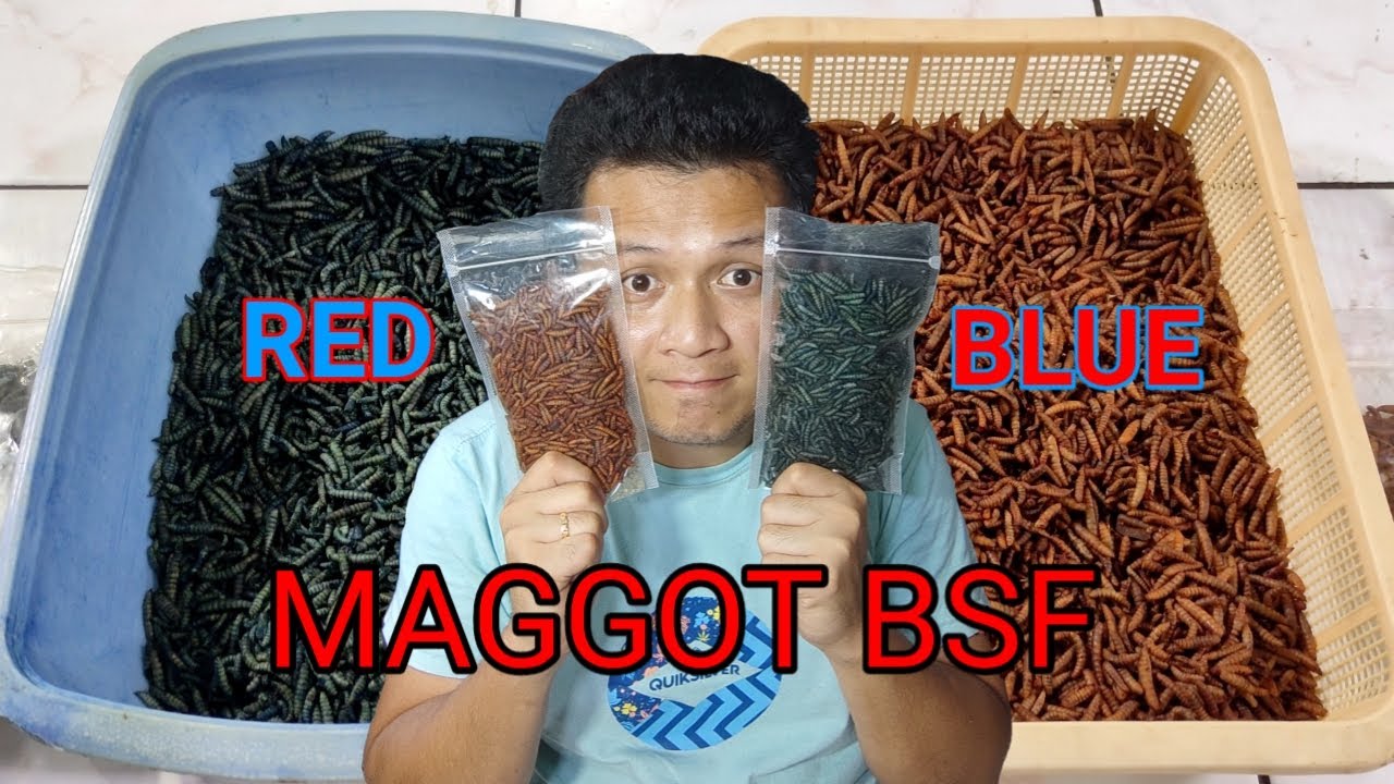 Cara membuat Maggot  Red / Maggot Blue