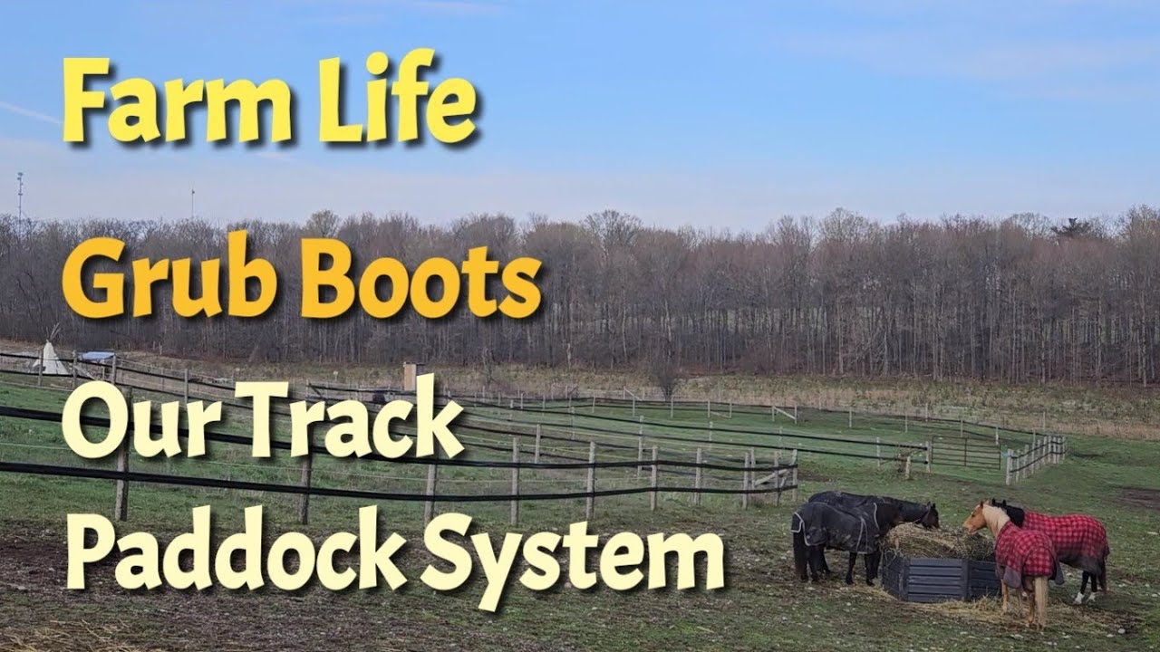 Morning Check on the Horse Farm - grub boots and our track paddock system