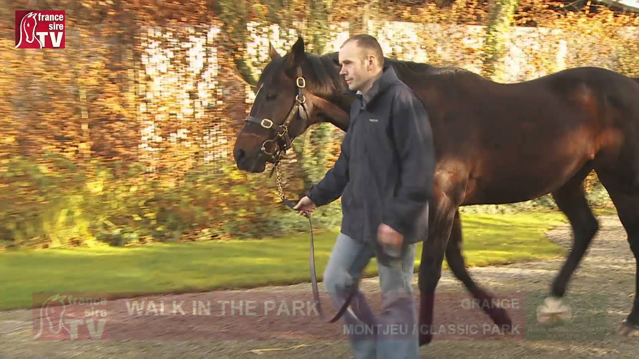 Grange Stud (Walk in The Park, Getaway, Fame And Glory) - Irish Stallion Trail 2016