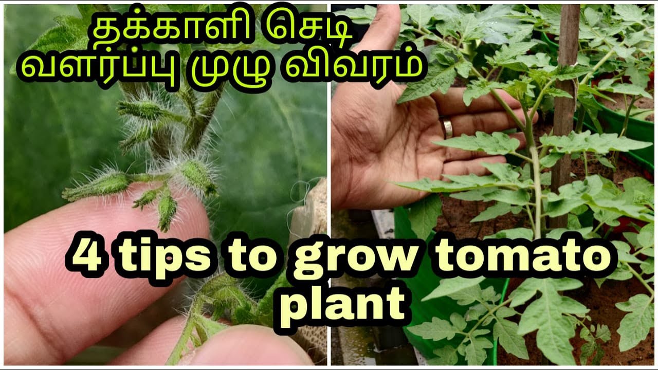 4Tips to grow your Tomato plant 🍅 (Tamil)||எளிமையான முறையில் தக்காளி செடி வளர்க்கலாம்