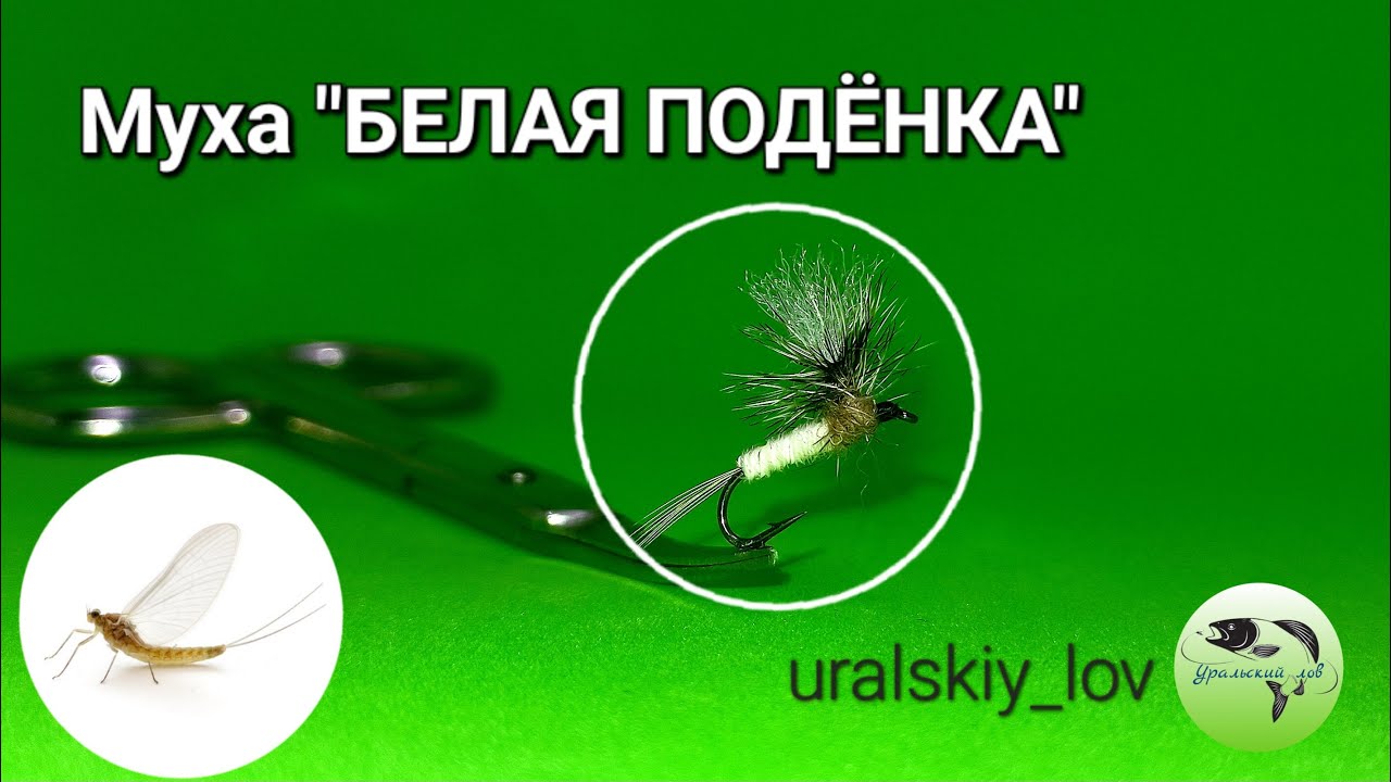 Муха 