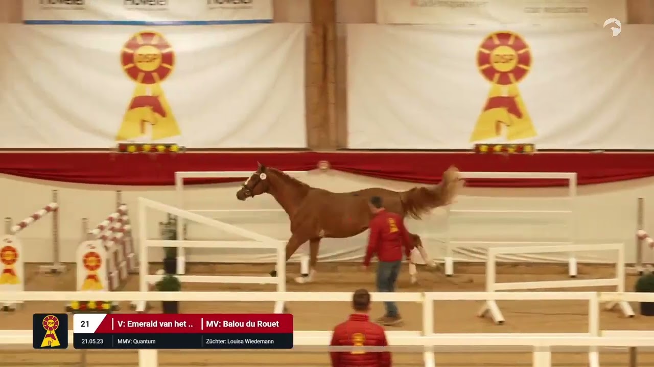Lot 21 v. Emerald van het Ruytershof / Balou du Rouet